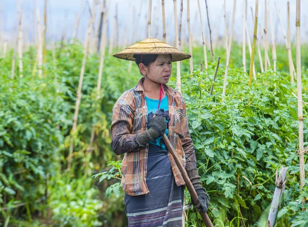 Inle Gölü Myanmar kayan Bahçe 