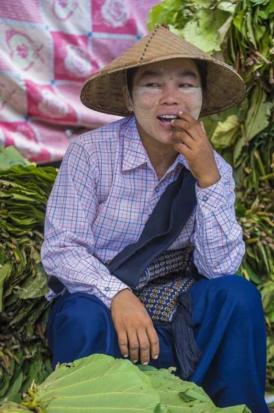 tembul yaprak satıcı Myanmar