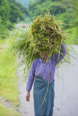Myanmar Birmanya çiftçi