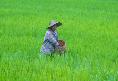 Bir pirinç alan, Birmanya çiftçi 