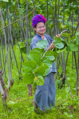 Myanmar Birmanya çiftçi