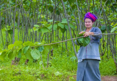 Myanmar Birmanya çiftçi