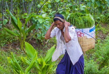 Myanmar Birmanya çiftçi