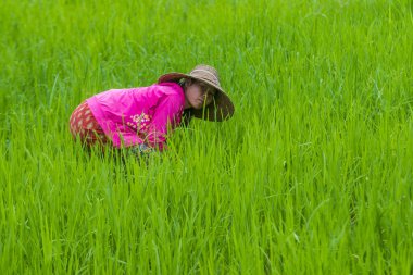 Bir pirinç alan, Birmanya çiftçi 