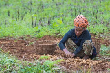 Myanmar Birmanya çiftçi