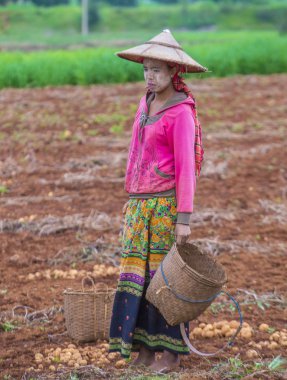 Myanmar Birmanya çiftçi