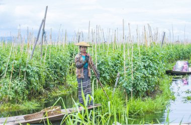 Inle Gölü Myanmar kayan Bahçe 