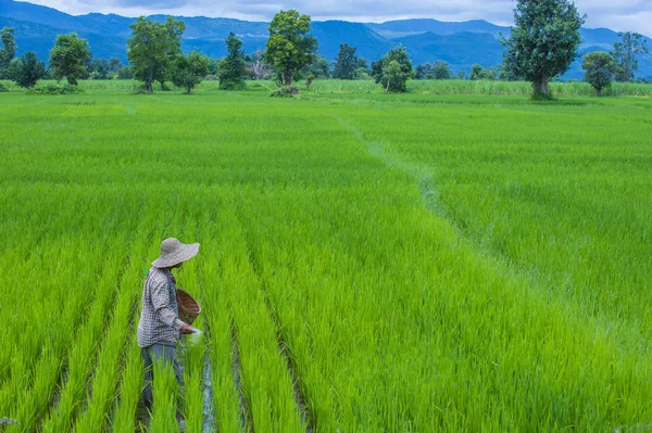 Burmese farmer at a rice field — Stock Photo, Image