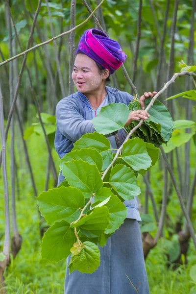 Myanmar Birmanya çiftçi