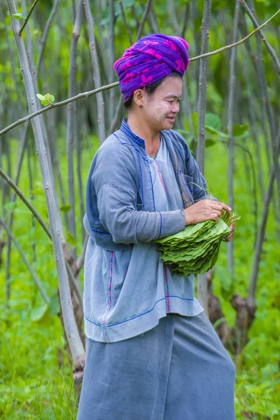 Burmese farmer in Myanmar — Stock Photo, Image