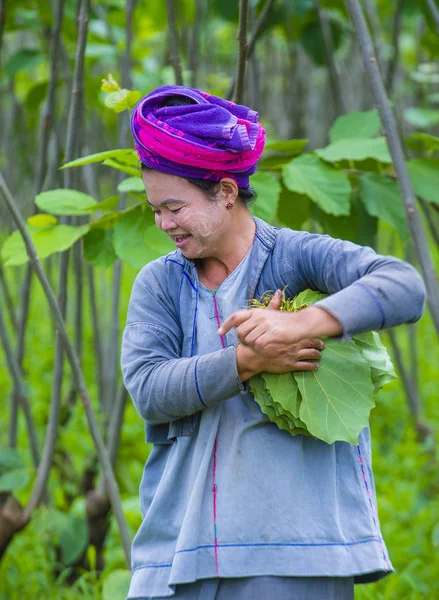 Burmese farmer in Myanmar — Stock Photo, Image