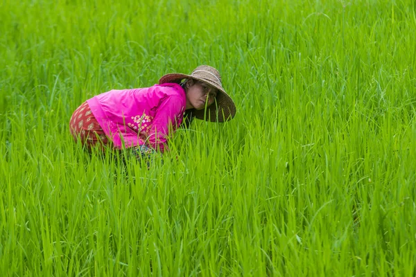 Burmese farmer at a rice field — Stock Photo, Image