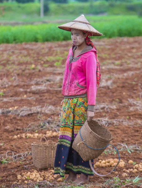 Myanmar Birmanya çiftçi