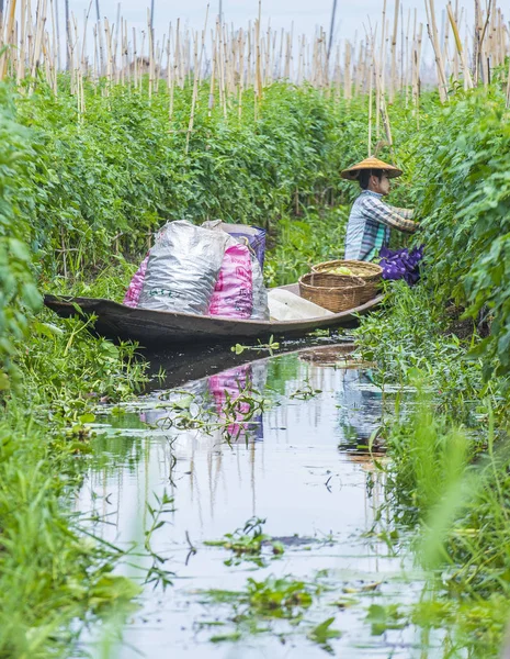Inle Gölü Myanmar kayan Bahçe 