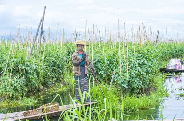 Inle Gölü Myanmar kayan Bahçe 