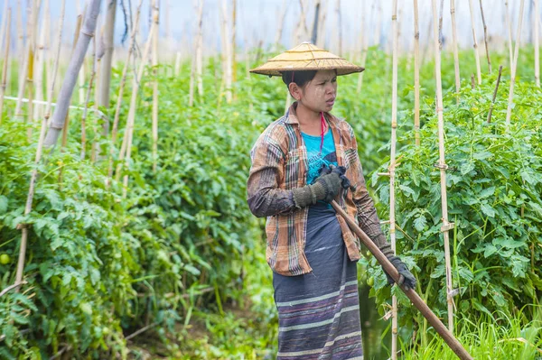 Inle Gölü Myanmar kayan Bahçe 