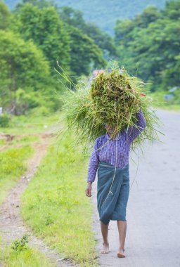 Myanmar Birmanya çiftçi