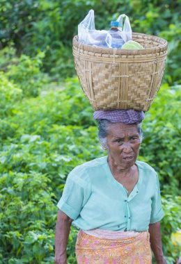 Myanmar Birmanya çiftçi