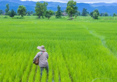 Bir pirinç alan, Birmanya çiftçi 