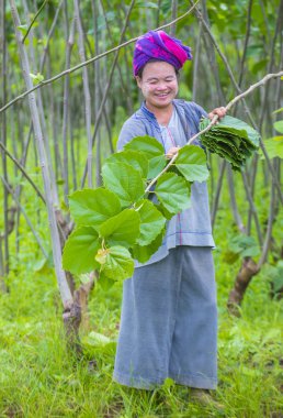 Myanmar Birmanya çiftçi