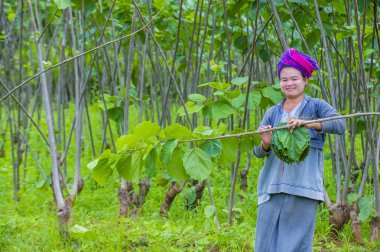 Myanmar Birmanya çiftçi