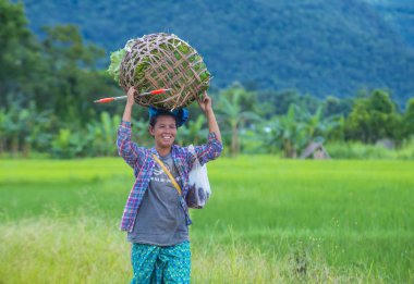 Myanmar Birmanya çiftçi