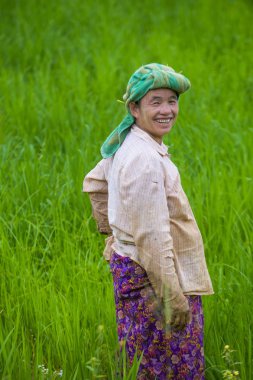 Bir pirinç alan, Birmanya çiftçi 