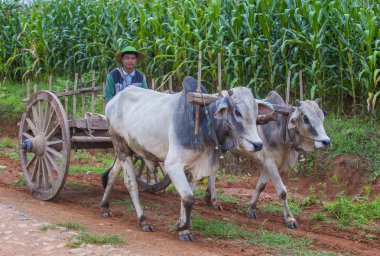 Birman çiftçi binme öküz arabası