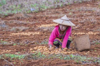 Myanmar Birmanya çiftçi