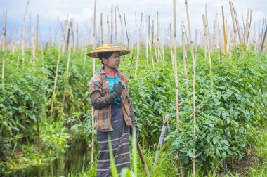 Inle Gölü Myanmar kayan Bahçe 
