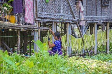 Inle Gölü Myanmar kayan Bahçe 