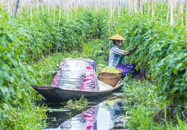 Inle Gölü Myanmar kayan Bahçe 