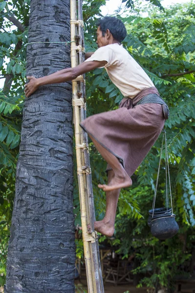Granjero birmano trepando una palmera — Foto de Stock
