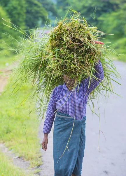 Burmesischer Bauer in Myanmar — Stockfoto