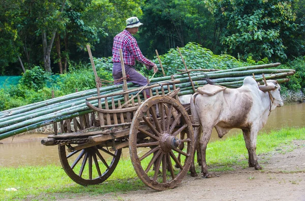 Birmese boer paardrijden ox kar — Stockfoto