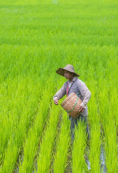 Burmese farmer at a rice field — Stock Photo, Image