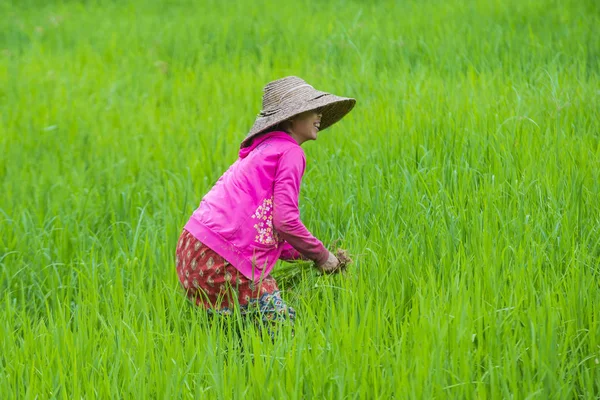 Burmesischer Bauer auf einem Reisfeld — Stockfoto