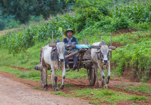 Бирманский фермер на тележке с быками
