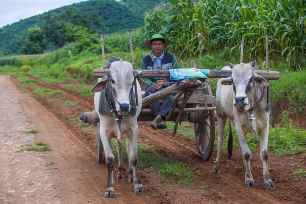 Agricultor birmanês montando carrinho de boi — Fotografia de Stock