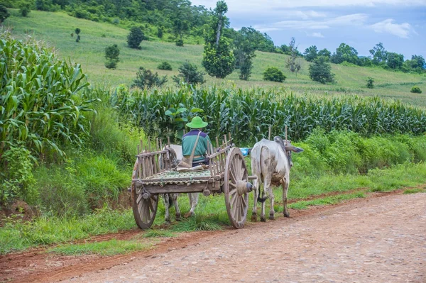 Agricultor birmanês montando carrinho de boi — Fotografia de Stock