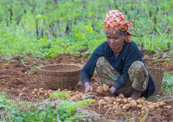 Myanmar Birmanya çiftçi