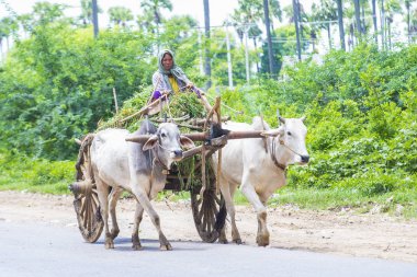 Birman çiftçi binme öküz arabası