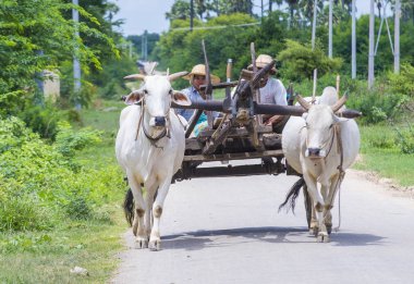 Birman çiftçi binme öküz arabası