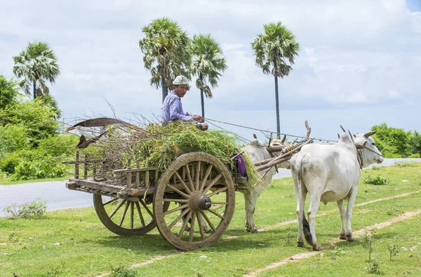 Burmesiska bonde Rider oxe cart — Stockfoto
