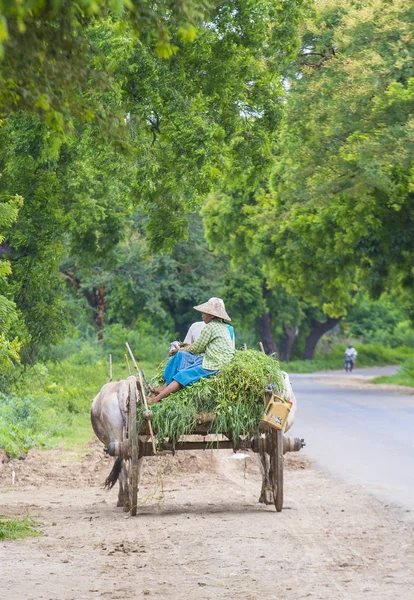 Agricultor birmanês montando carrinho de boi — Fotografia de Stock
