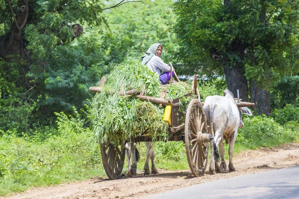 ビルマ農家乗馬牛車 — ストック写真