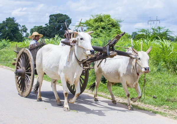 Agricultor birmanês montando carrinho de boi — Fotografia de Stock