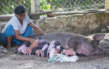Domuz yavruları emdikleri domuz