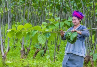 Myanmar Birmanya çiftçi