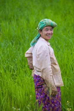 Bir pirinç alan, Birmanya çiftçi 